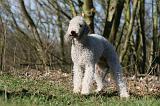 BEDLINGTON TERRIER 220